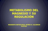 Metabolismo del mg