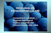 5. patologia cellulare biogenesi