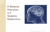 Sistema nervoso ed endocrino