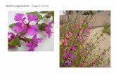 Clarkia unguiculata   web show