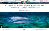 Guida ai pesci della Laguna di Venezia – Alto Adriatico · PDF fileL’Alto Adriatico è un mare straordinariamente ricco di risorse: ... scuole del territorio e come un aiuto per