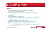 IL SISTEMA NERVOSO - annaonofri.netannaonofri.net/files/sistema_nervoso.pdf · Il sistema nervoso è costituito essenzialmente da due tipi di cellule: i neuroni e le cellule gliali