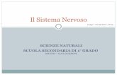 Il Sistema Nervoso - tutor scienze / Scienze Naturalifermo09atutor.pbworks.com/f/SISTEMA NERVOSO.pdf · SCIENZE NATURALI SCUOLA SECONDARIA DI 1° GRADO DOCENTE - ALICE DE SIMONE Il