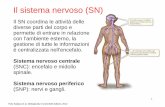 Il sistema nervoso (SN) - · PDF fileIl sistema nervoso (SN) Il SN coordina le attività delle Il sistema nervoso (SN) diverse parti del corpo e permette di entrare in relazione con