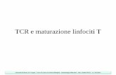 TCR e maturazione linfociti T - Immunology HomePageimmunologyhomepage.com/yahoo_site_admin/assets/docs/Pioli-7... · DN2 CD44+ CD25+ DN3 CD44- CD25+ DN4 CD44- CD25- CD4- CD8- Linfociti