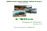 tesina olivo triggiani - cmds.altervista.orgcmds.altervista.org/public/files/tesina_olivo_triggiani.pdf · L’Olivo pianta tipica del bacino del Mediterraneo è simbolo della storia