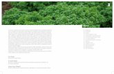 INDICE - fachschule- · PDF fileCon il termine erba si indicano genericamente le piante basse con fusto verde e non ... Ippocrate descrisse le proprietà di 230 piante medicinali