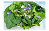 EdibleWild Plants Fitoalimurgia - · PDF fileRivalutare le piante selvatiche e le conoscenze connesse, nonché le numerose pratiche di autosufficienza che ne derivano, significa operare