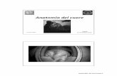 Anatomia del cuore - sunhope.it Cardiaca. Nappi.pdf · Anatomia del cuore “Il cuore velato” 16 novembre 2010 Napoli scaricato da sunhope.it