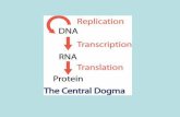 Gene : Unità ereditabile - unife.it · PDF fileAltri promotori costitutivi sono sempre di origine virale o batterica (nos, ocs) o ancora vegetali come il promotore del gene per