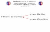 UNIVERSITA' degli STUDI di PERUGIA Facoltà di · PDF filegenere Bacillus Famiglia: Bacillaceae genere Clostridium UNIVERSITA' degli STUDI di PERUGIA Facoltà di MEDICINA e CHIRURGIA