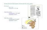 Dimensioni del tratto gastro-intestinale del suino adulto · PDF fileDimensioni del tratto gastro-intestinale del suino adulto: Stomaco pH ≈ 2,0 capacità ≈ 7,5 litri Intestino