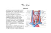 Tiroide - Giuseppe Visonà · PDF file• Sul cuore T4 e T3 determinano azione tachicardizzante e di incremento di pompa; sul tubo digerente, un aumento della ... e l'iperplasia della