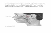Le adenoidi e le tonsille, una realtà che riguarda tutti ... · PDF fileCon otalgia (dolore all’orecchio), senso di pressione, ... Fig. A destra la cassa timpanica normale, a sinistra