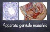 Apparato genitale maschile - Homepage | Laboratory of · PDF fileImmagine tratta da: Anatomia dell’Uomo, G. Ambrosi et al., Edi-Ermes II Edizione 2006 Vascolarizzazione del testicolo