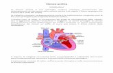 Stenosi aortica - STUDIO CARDIOLOGICO BOTONI possono essere diagnosticate dal medico mediante un esame stetoscopico ... Quindi esegue una piccola incisura nel torace in corrispondenza