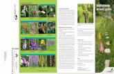Una scelta alternativa di piante indigene Alberi Arbusti ... · PDF filemammiferi si cibano di nettare e polline sui fiori, di frutti, noci o semi, nonché di foglie e germogli. ...