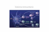 Sistema Immunitario - · PDF fileUna plasmacellula La risposta immunitaria umorale. Risposta immunitaria primaria Linfociti B con recettori antigenici diversi Crescita, divisione e