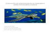 Capacità di orientamento e migrazioni delle tartarughe marinestsbc.ch/Archivio/2009/Bandi/LAM/Valentina Bottani.pdf · Diversi movimenti dopo la ... Chelonia mydas (tartaruga ...