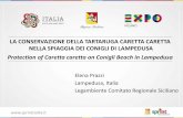 LA CONSERVAZIONE DELLA TARTARUGA CARETTA …heila.servizispeciali.it/public/Prazzi_Elena_Legambiente Lampedusa... · La tartaruga marina Caretta caretta ... 2013 – La Spiaggia dei