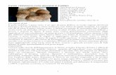 PANE TEDESCO CON SEGALE E FARRO Ingredienti per 8 … ricette della... · Europa e del Nord Italia e viene realizzato con farina di segale integrale. ... I pretzel sono dei panini