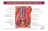 ANATOMIA RENI, URETERI, VESCICA - … · anatomia reni, ureteri, vescica. anatomia vescica e uretra. anatomia pene e scroto. fisiologia della minzione. centri nervosi della minzione