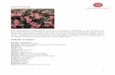 varieta rose PDF - anffas-savigliano.it varieta ROSE.pdf · 2 Les quatre Saison Il fogliame assai robusto, di un bel verde scuro e lucente, i fiori ricchi di petali alla maniera delle