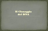Il Clonaggio del DNA - omero.farm.unipi. TECNOLOGIA DEL DNA RICOMBINANTE Ha reso possibile il CLONAGGIO