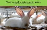 Allevare conigli in sistemi non in gabbia, il futuro su ... serve in un sistema rispettoso del benessere dei conigli ... abbandonare le gabbie non arricchite nel 2012” The Grocer,