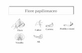 Fiore papilionaceoFiore papilionaceo - .Fiore papilionaceoFiore papilionaceo Fiore Vessillo Calice