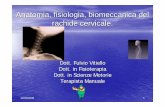 anatomia, Fisiologia, Biomeccanica Del Rachide Cervicale · 12/05/2008 2 Anatomia del rachide cervicale Il rachide cervicale è, funzionalmente costituito dall’occipite, sette vertebre