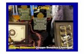 La China - NATURALMENTE Scienza · Cinchona officinalis (1742). La odierna città di Chinchòn,in Spagna, vicino a Madrid. I primi ad introdurre la China in Spagna furono i Gesuiti,