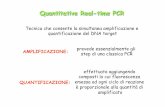 Quantitative Real-time PCR - biotec.uniba.it · Quantitative Real-time PCR Tecnica che consente la simultanea amplificazione e quantificazione del DNA target AMPLIFICAZIONE: prevede
