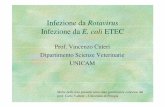 Infezione da E. coli ETEC - cuteri.eu · Infezione da Rotavirus Infezione da E. coli ETEC Prof. Vincenzo Cuteri Dipartimento Scienze Veterinarie UNICAM Molte delle foto presenti sono