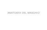 ANATOMIA DEL MASCHIO - unite.it · ANATOMIA DEL MASCHIO. ANATOMIA DEL MASCHIO. Struttura Tessuto interstiziale Disseminato nel connettivo lasso Funzione endocrina Piccoli ammassi
