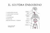 IL SISTEMA ENDOCRINO - ameucci.it endocrino (camerini).pdf · • Parte endocrina( insulina e glucagone) • 80- 100g • 12-15 cm ... •Ipertensione •Colesterolo •Ipogonadismo