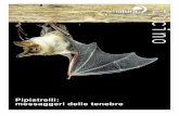 Pipistrelli: messaggeri delle tenebre · ro risale al Sette-cento quando dei ... cepiti come messaggeri delle tenebre. Provenienti da un ambito sconosciuto, dall’inconscio, denotano
