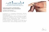 ANATOMIA PALPATORIA - AIFROMM - Corsi di …aifromm.it/.../uploads/2014/06/anatomia-palpatoria-ok.pdf · 2016-09-23 · ANATOMIA PALPATORIA La base conoscitiva del percorso terapeutico