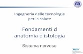 Fondamenti d anatomia e istologia -  · PDF fileIngegneria delle tecnologie per la salute Fondamenti d anatomia e istologia Sistema nervoso