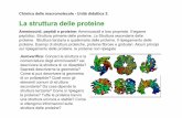 La struttura delle proteine - nanobionano.unibo.itnanobionano.unibo.it/macromolecole/3-Proteine_noanim.pdf · Le proteine ricoprono ruoli essenziali negli organismi • Tre esempi