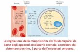 Diapositiva 1omero.farm.unipi.it/matdidFarm/5/05-03-2013.pdf · La regolazione della composizione dei fluidi corporei da parte degli apparati circolatorio e renale, coordinati dal