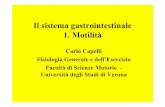 Il sistema gastrointestinale 1. Motilità - Carlo Capelli · risposta riflessa che ripulisce l’esofago. Motilità gastrica Stomaco cardias, fondo, corpo, antro e piloro Stomaco