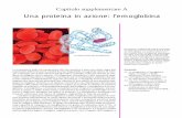 Una proteina in azione: l’emoglobina · La transizione dalla vita anaerobica alla vita aerobica è stata una delle tappe più importanti dell’evoluzione, perché ha reso disponibile