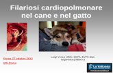 Filariosi cardiopolmonare nel cane e nel gatto - izslt.it · cardiaca congestizia destra. Cane Patogenesi. La FILARIOSI CARDIOPOLMONARE è una malattia polmonare. ... Radiologia.