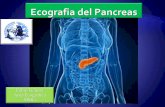 Fabio Fichera Area Ecografica SIMG ECO...  Lâ€™ ecostruttura del pancreas normale ¨ caratterizzata