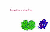 Emoglobina e mioglobina - Corso di Laurea in …infermieristica.polodidatticopanico.com/wp-content/uploads/sites/2/... · La mioglobina funge sia da deposito che da trasportatore