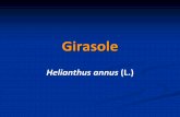 Girasole - Since 1995 · Dipartimento di Agraria, Università di Sassari –Il girasole ha raggiunto un posto importante nell’agrioltura europea dopo la prima guerra mondiale grazie