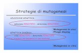 Strategie di mutagenesi - arianna.med.uniroma1.itarianna.med.uniroma1.it/cutruzzola/lezioni/BIOTEC4-2008/lezione3... · Mutagenesi in vitro. Mutagenesi In Vitro • La mutagenesi