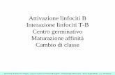 Attivazione linfociti B Interazione linfociti T-B Centro ...immunologyhomepage.com/yahoo_site_admin/assets/docs/Pioli-13-14... · Il centro germinativo (1) (Germinal Center, GC) ...