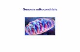10b- Genoma mitocondrialedbce.uniroma1.it/sites/default/files/10b- Genoma mitocondriale.pdf · Molecola di DNA circolare da mitocondri di cellule epatiche di pollo: 16.775 bp. Nonostante